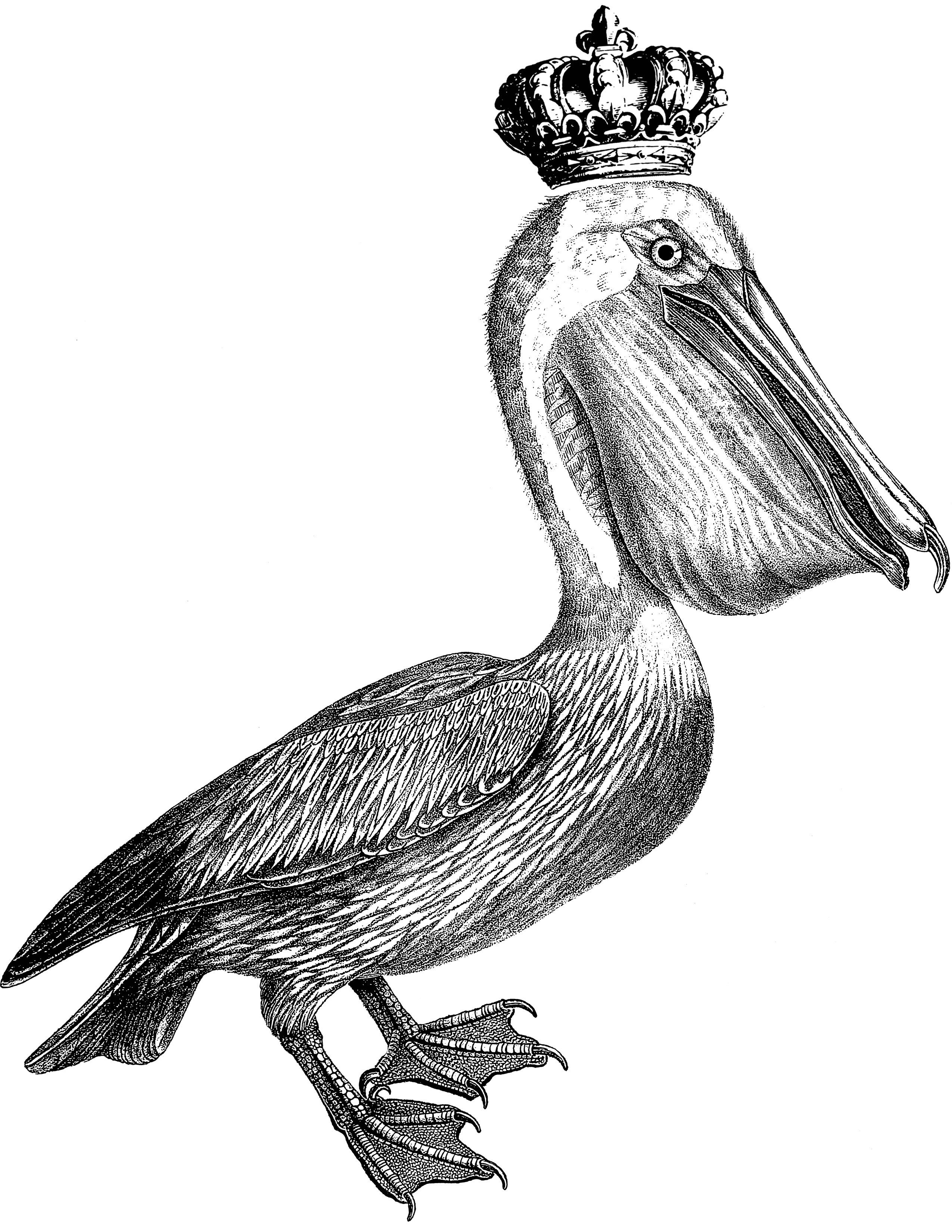 royalpelican image logo.jpg